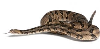 Venomous Snakes in Bergen County, NJ: Copperheads, Timber Rattlesnakes and What to Know Venomous Snakes in the Bergen County-North Jersey Area: Timber Rattlesnake