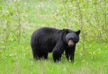 Black Bear Sightings in Bergen County: What You Should Know Are Black Bears Dangerous? What to Do If You Encounter a Bear. Read more on mybergen.com.