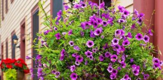 How to Keep Your Hanging Flower Baskets Thriving All Season Long Caring for Hanging Flower Baskets: Tips from Down to Earth Living for nurturing hanging flower baskets to ensure they thrive for months to come. Get details on mybergen.com.