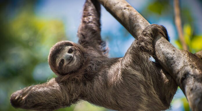 What’s New This Spring at the Bergen County Zoo Cute sloth! The Bergen County Zoo, located within Van Saun County Park in Paramus, New Jersey, is currently open and ready to share its remarkable and diverse mix of wildlife while also helping instill a sense of appreciation and understanding of wildlife and wild places. Read more on mybergen.com!