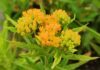Why Native Plants Make Sense for Your Garden Why Native Plants are Good for Your Garden. Read more on mybergen.com.