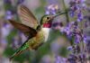 How to Attract Hummingbirds to Your Garden: Tips From Down to Earth Living How to attract hummongbirds to your garden. Read more on mybergen.com.